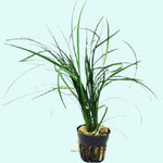 close-up detail of Mondo Grass (Ophiogon Japonica) live houseplant from Divine Roots