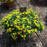 potted Lantana Spreading Gold Rooted Starter Plant live houseplant from Divine Roots