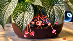 full view of Angel Wing Begonia Snow Capped Rooted House Plants live Begonia from Divine Roots