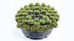 leaf detail of Succulents Sempervivum Assortment Rooted Starter Plant live succulent from Divine Roots
