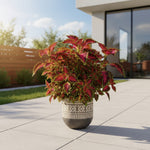 mature specimen of Coleus Smallwood Driveway live houseplant from Divine Roots