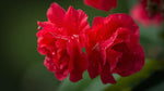 top view of Begonia Double Geneva Red live Begonia from Divine Roots