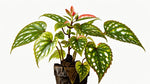 size reference for Angel Wing Begonia Medora Rooted Starter Plant live Begonia from Divine Roots