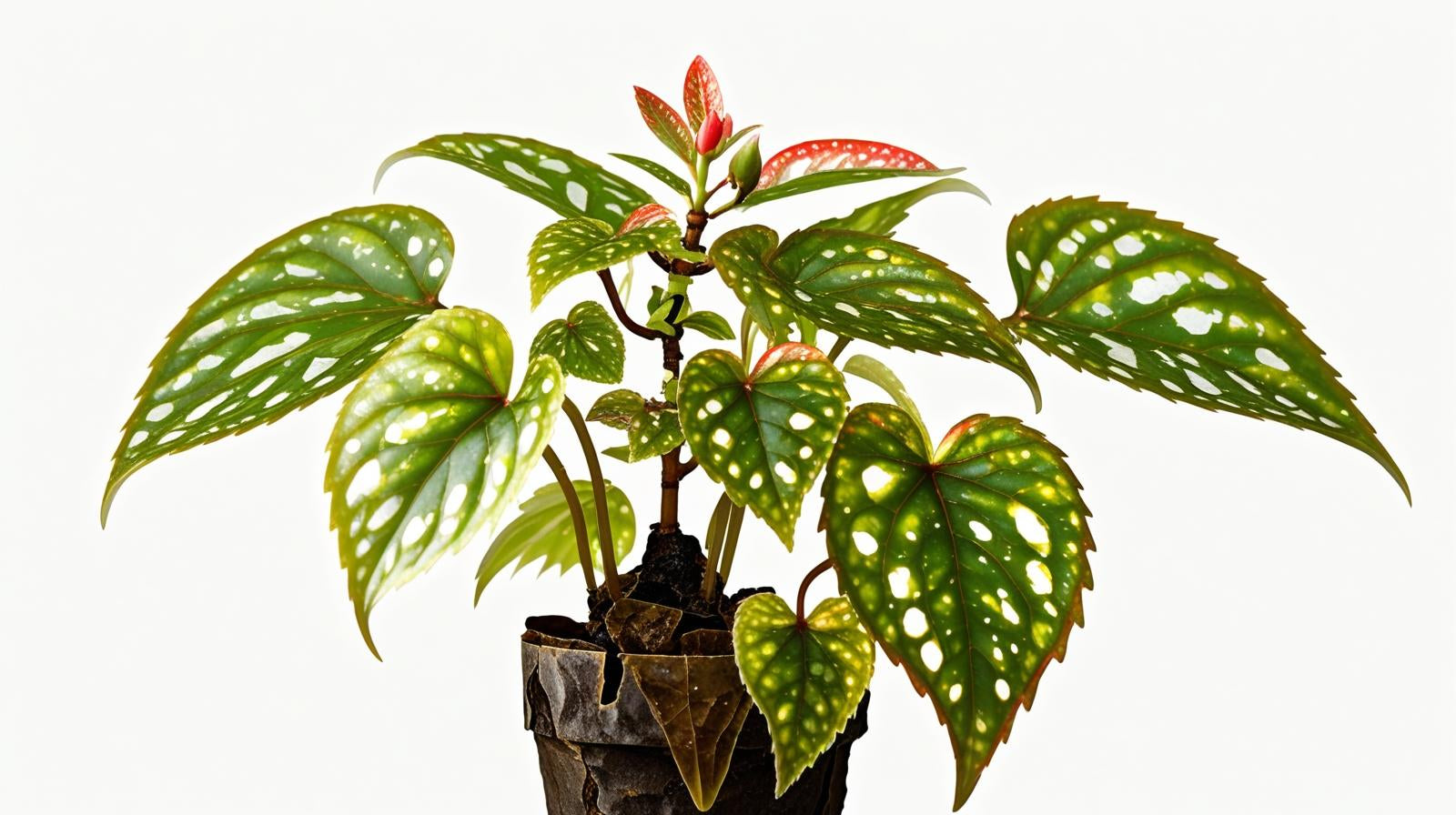 size reference for Angel Wing Begonia Medora Rooted Starter Plant live Begonia from Divine Roots