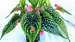 top view of Angel Wing Begonia My Special Angel live Begonia from Divine Roots
