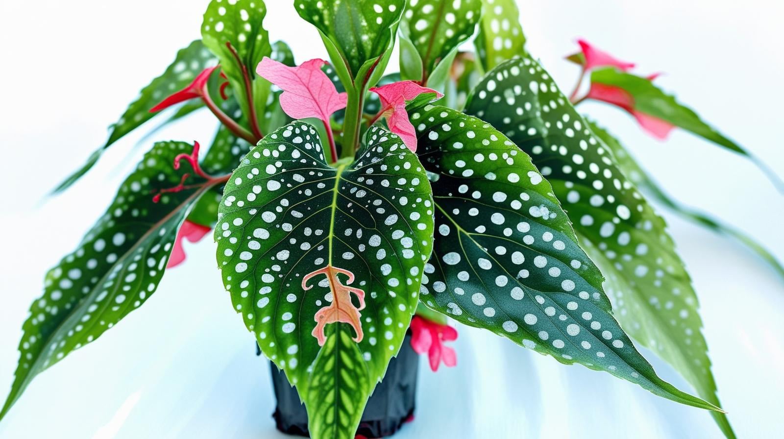 top view of Angel Wing Begonia My Special Angel live Begonia from Divine Roots