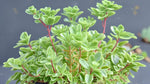 size reference for Sedum Spurium John Creech Rooted Starter Plant live succulent from Divine Roots
