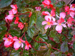 top view of Angel Wing Begonia Richmondensis Pink Rooted Starter Plant live Begonia from Divine Roots