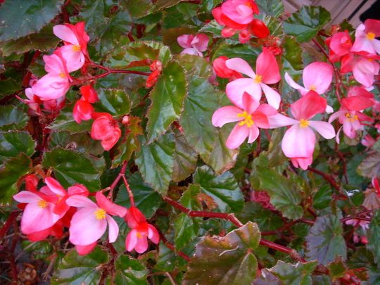 top view of Angel Wing Begonia Richmondensis Pink Rooted Starter Plant live Begonia from Divine Roots