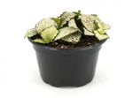 growth pattern of Fittonia Purple Snow Anne Rooted Starter Plant live houseplant from Divine Roots