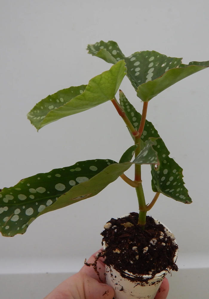 close-up detail of Angel Wing Begonia Torch Rooted Starter Plant live Begonia from Divine Roots
