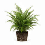 close-up detail of Macho Fern Rooted Starter Plant live fern from Divine Roots
