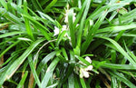 growth pattern of Mondo Grass (Ophiogon Japonica) live houseplant from Divine Roots