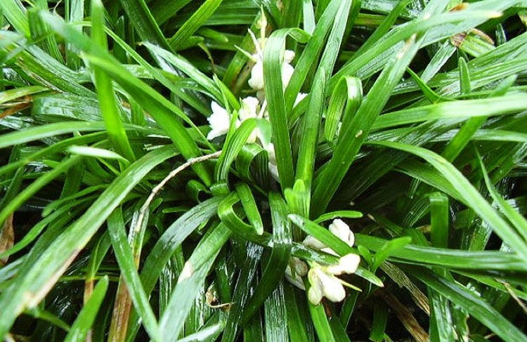 growth pattern of Mondo Grass (Ophiogon Japonica) live houseplant from Divine Roots