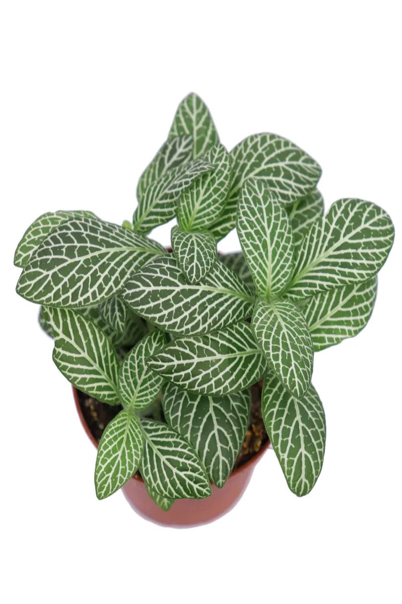 leaf detail of Fittonia Marble Queen Rooted Starter Plant live houseplant from Divine Roots