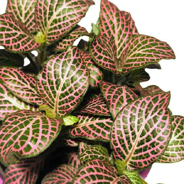 Fittonia Verschaffeltii Pink Rooted Starter Plant live houseplant from Divine Roots