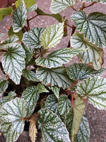 full view of Angel Wing Begonia Frosty Rooted Starter Plant live Begonia from Divine Roots