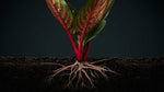 full view of Aglaonema Red Vein live Aglaonema from Divine Roots