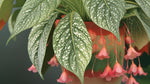 top view of Angel Wing Begonia Snow Capped Rooted House Plants live Begonia from Divine Roots