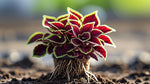 leaf detail of Coleus Inky Fingers Rooted Starter Plant live houseplant from Divine Roots