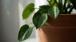 detail shot of Philodendron Micans (Velvet-Leaf Philodendron) live Philodendron from Divine Roots
