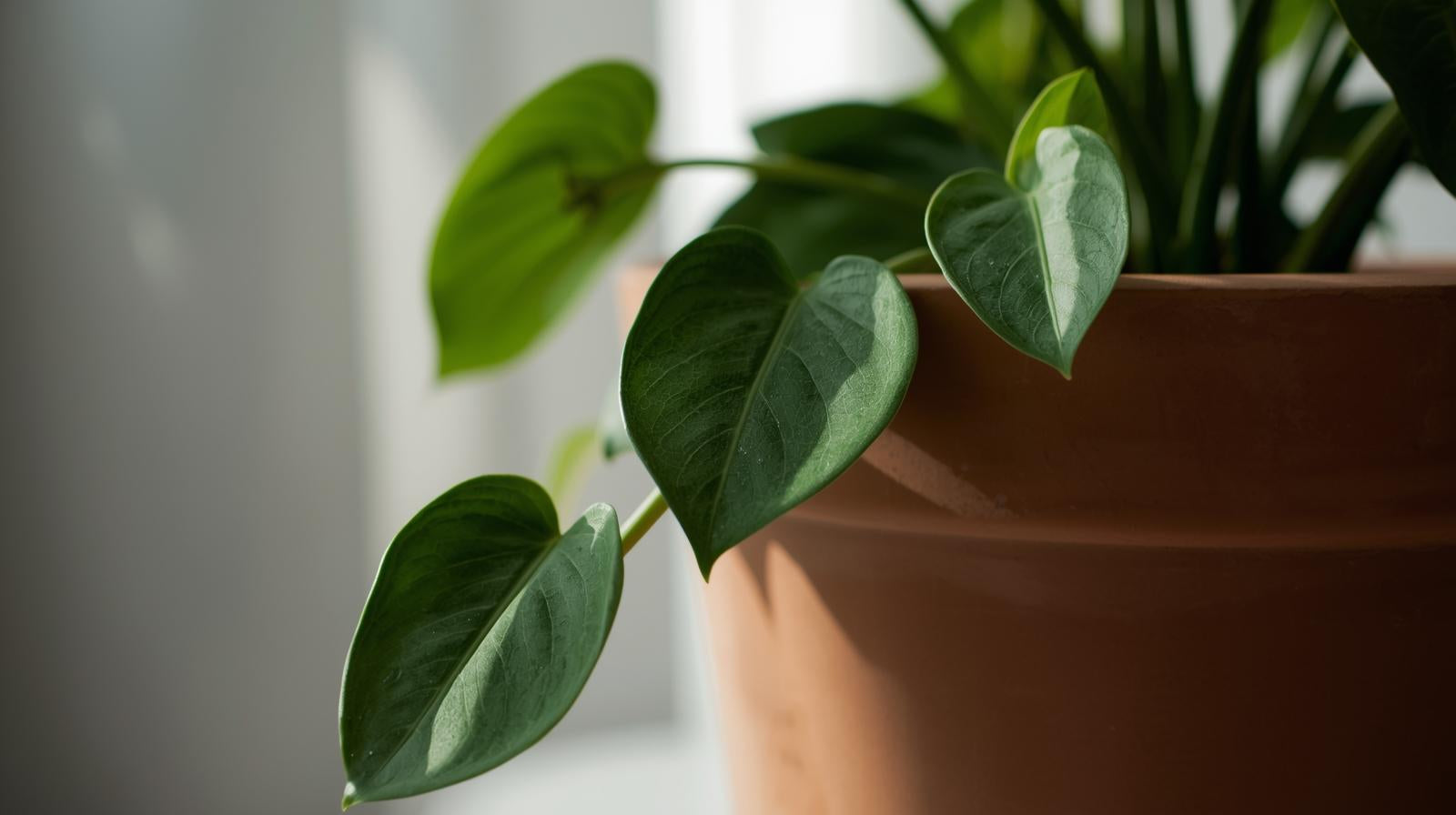 detail shot of Philodendron Micans (Velvet-Leaf Philodendron) live Philodendron from Divine Roots