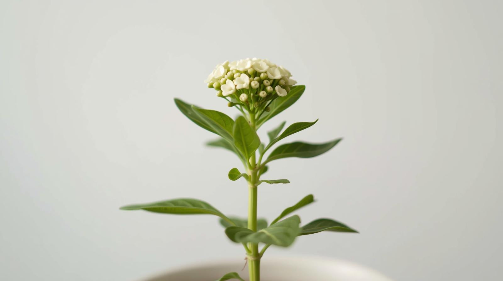 top view of Lantana Upright White (Rooted Starter Plant) live houseplant from Divine Roots