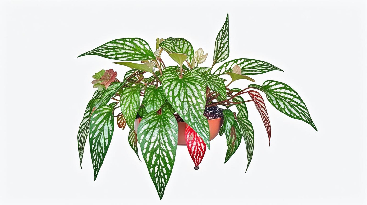 Angel Wing Begonia Medora live Begonia from Divine Roots