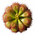 Sundew Drosera Spatulata live houseplant from Divine Roots