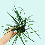 Mondo Grass (Ophiogon Japonica) live houseplant from Divine Roots