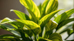 top view of Philodendron Malay Gold (Lemon Lime) live Philodendron from Divine Roots