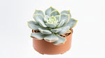 Echeveria lilacina live plant from Divine Roots — photo 8 of 12
