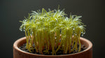 growth pattern of Sundew Drosera Spatulata Rooted Starter Plant live houseplant from Divine Roots