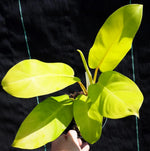 growth pattern of Philodendron Malay Gold Lemon Lime Rooted Starter Plant live Philodendron from Divine Roots