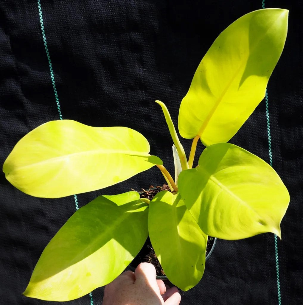 growth pattern of Philodendron Malay Gold Lemon Lime Rooted Starter Plant live Philodendron from Divine Roots
