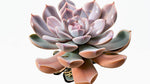 top view of Echeveria Perle Von Nurnberg Rooted Starter Plant live succulent from Divine Roots