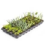 Succulents Trailing Assortment Rooted Starter Plant live succulent from Divine Roots