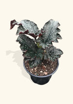 close-up detail of Angel Wing Begonia Fannie Moser live Begonia from Divine Roots