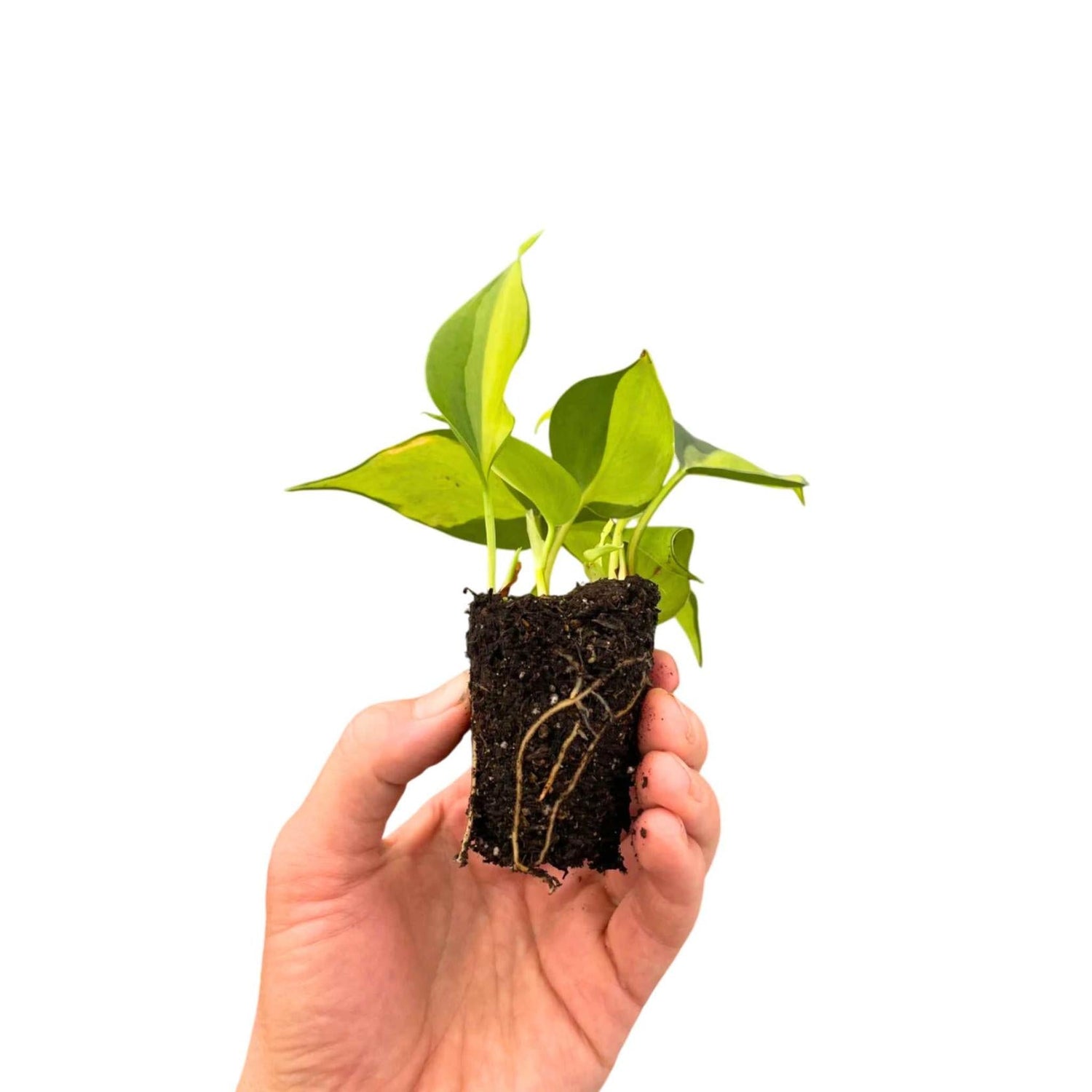 Philodendron Brasil Rooted Starter Plant