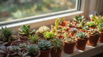 detail shot of Windowsill Succulent Plant Pack live succulent from Divine Roots