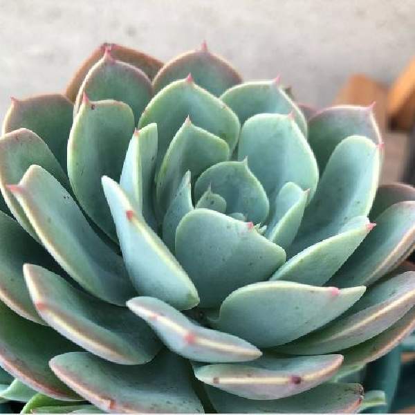 Echeveria Prolifica Succulent Rooted Starter Plant