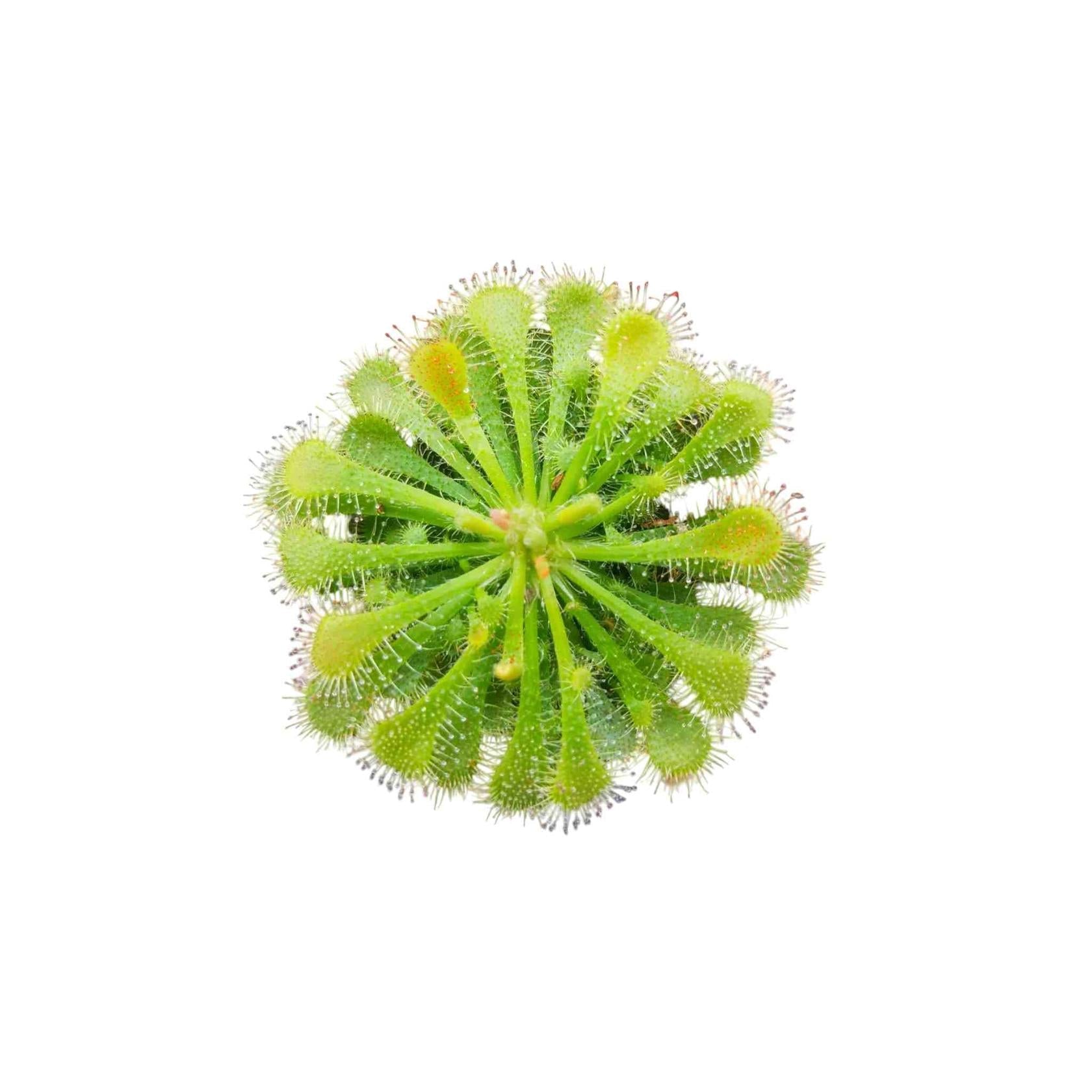 Sundew Drosera Spatulata Rooted Starter Plant live houseplant from Divine Roots