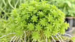new growth on Sedum Rupestre Lemon Ball Rooted Starter Plant live succulent from Divine Roots