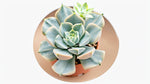 Echeveria lilacina live plant from Divine Roots — photo 6 of 12