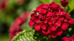 close-up detail of Lantana Florida Red (Rooted Starter Plant) live houseplant from Divine Roots