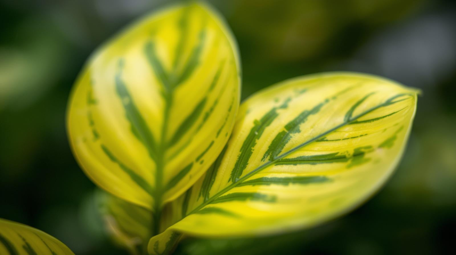 new growth on Philodendron Malay Gold (Lemon Lime) live Philodendron from Divine Roots