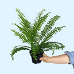new growth on Emerald Queen Australian Sword Fern Rooted Starter Plant live fern from Divine Roots
