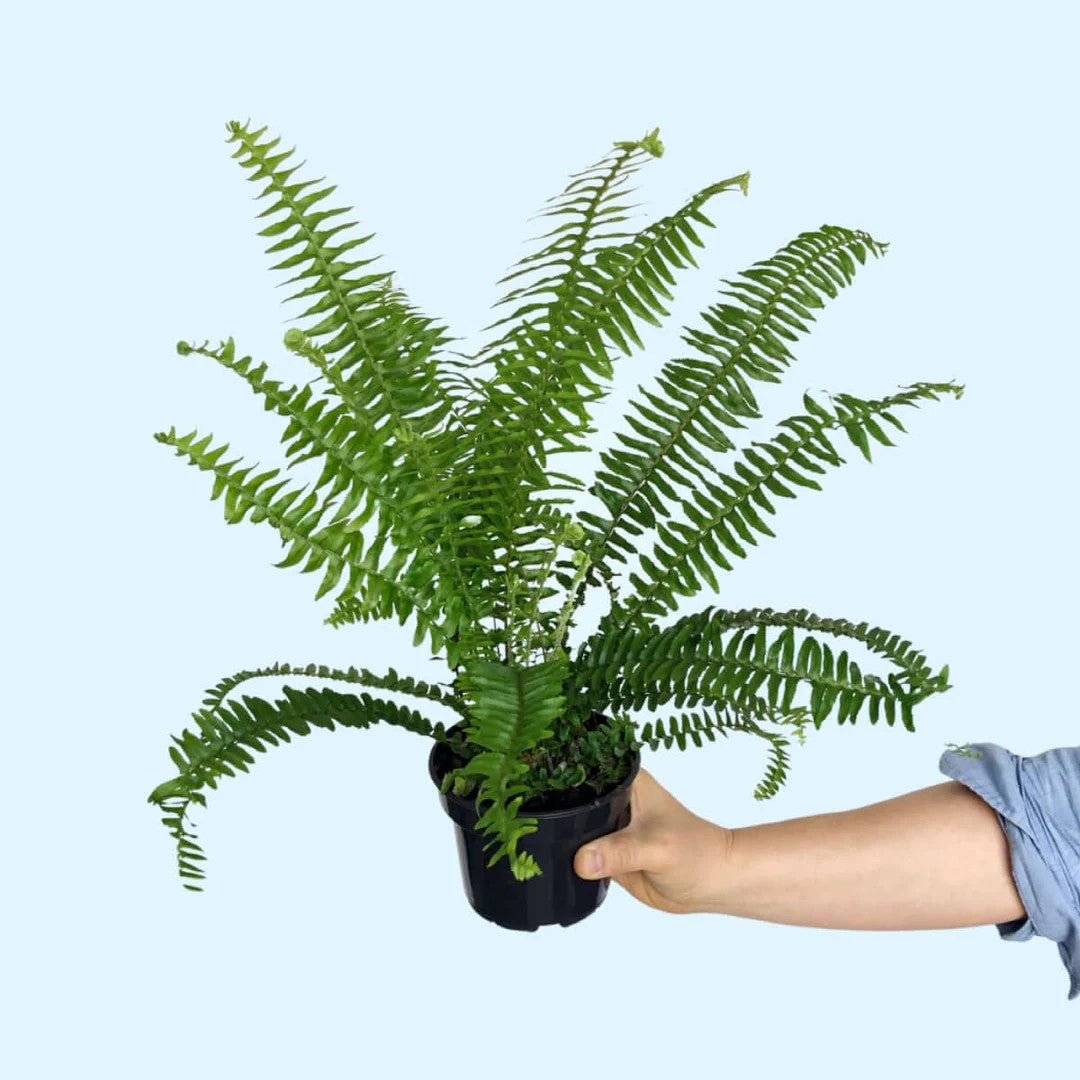 new growth on Emerald Queen Australian Sword Fern Rooted Starter Plant live fern from Divine Roots