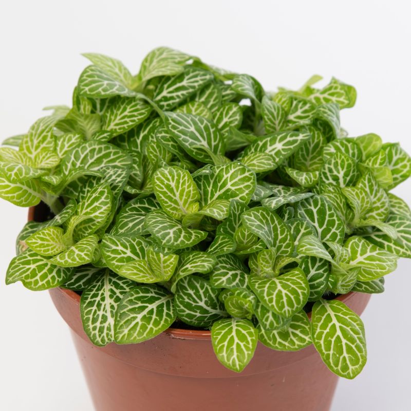 side profile of Fittonia Jolly Lemon Rooted Starter Plant live houseplant from Divine Roots