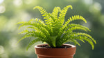 full view of Boston Fern Massii live fern from Divine Roots
